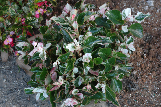 B. ‘Kalla King’